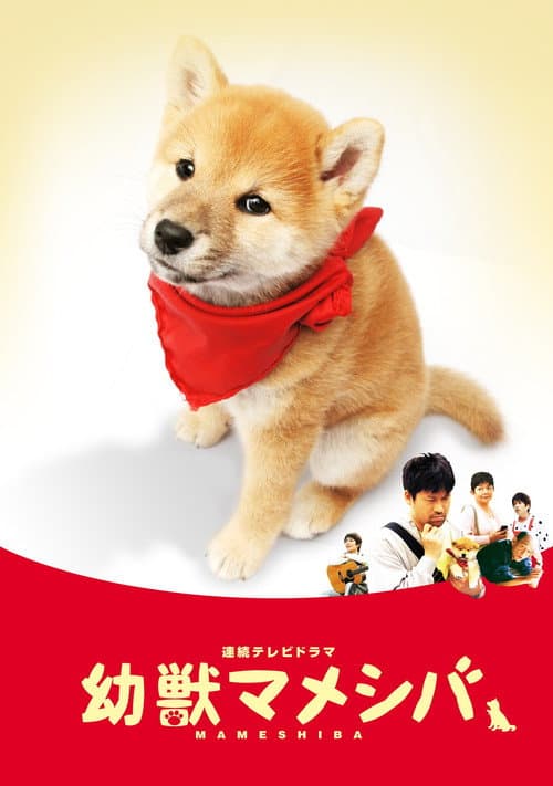 豆柴小犬