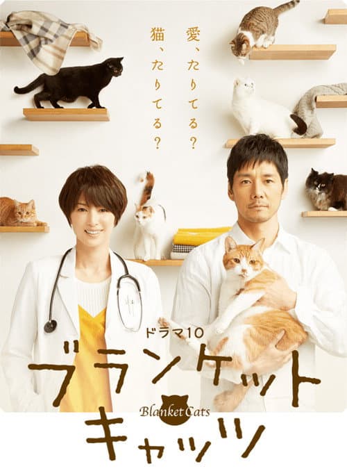 毛毯猫